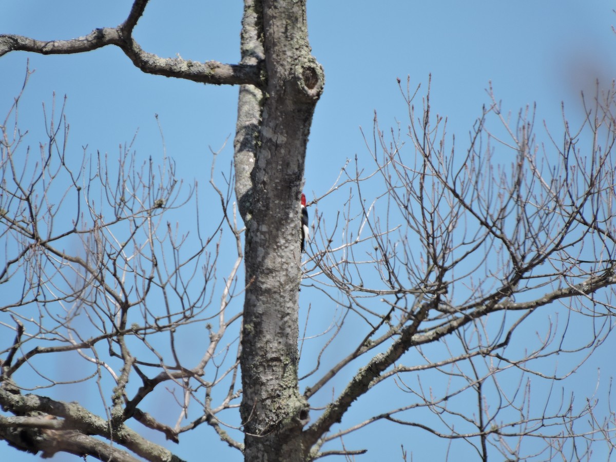 Red-headed Woodpecker - ML158144751
