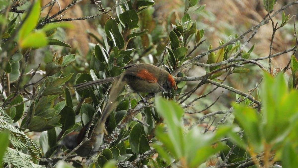Silvery-throated Spinetail - ML158144921