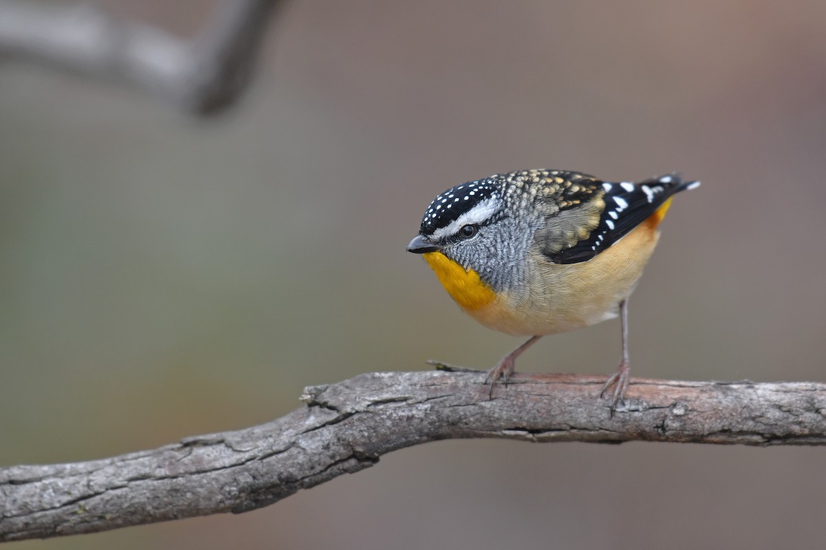 Spotted Pardalote - Lachlan Read