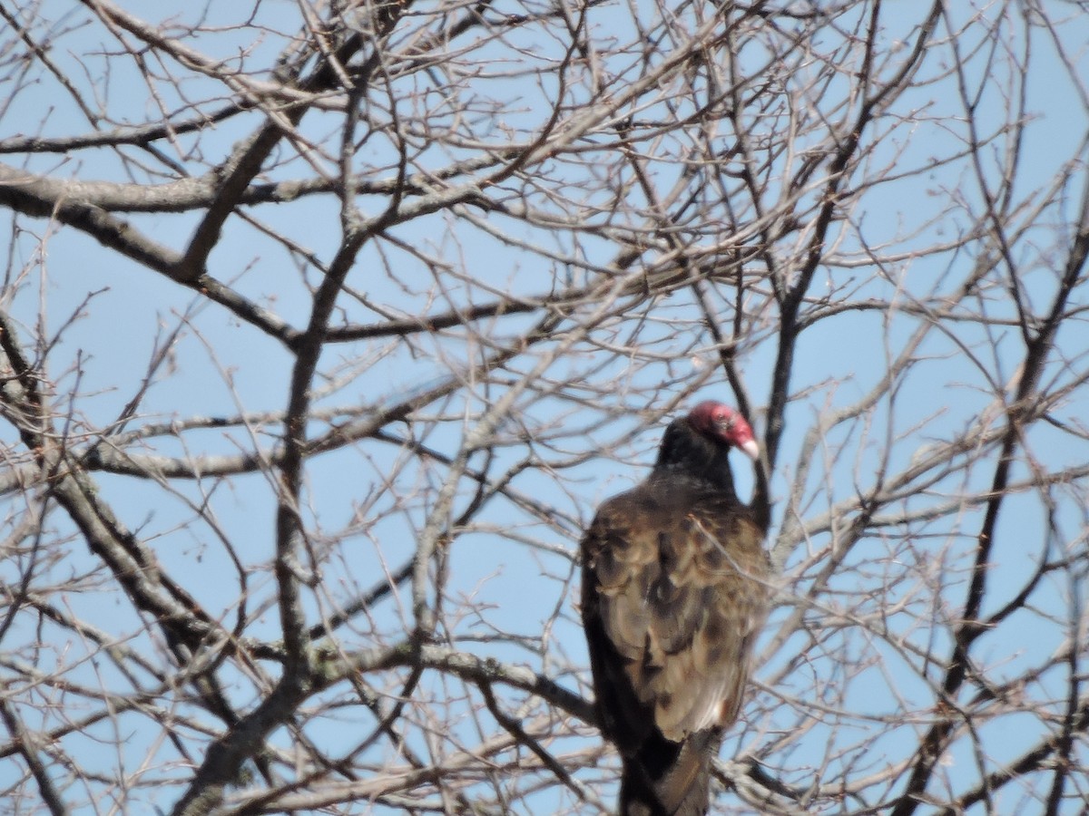 Turkey Vulture - ML158147131