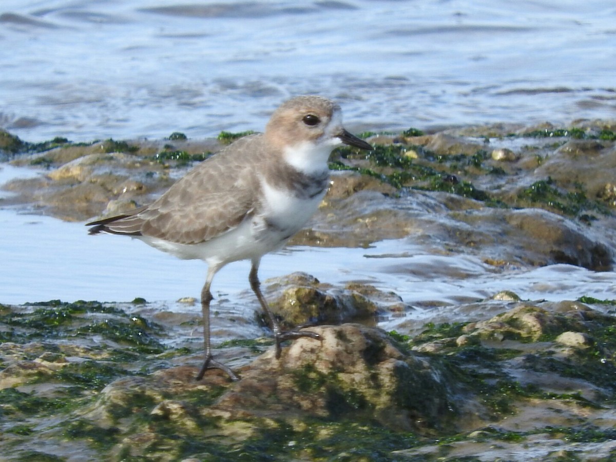 Two-banded Plover - ML158150611