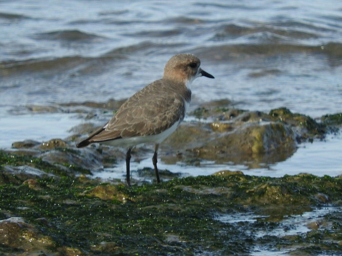 Two-banded Plover - ML158150621