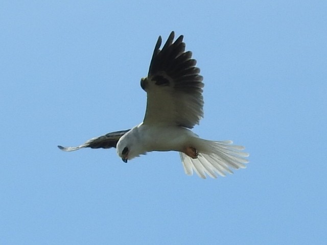 White-tailed Kite - ML158151051