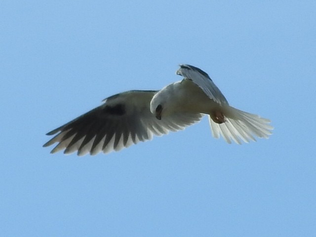 White-tailed Kite - ML158151061
