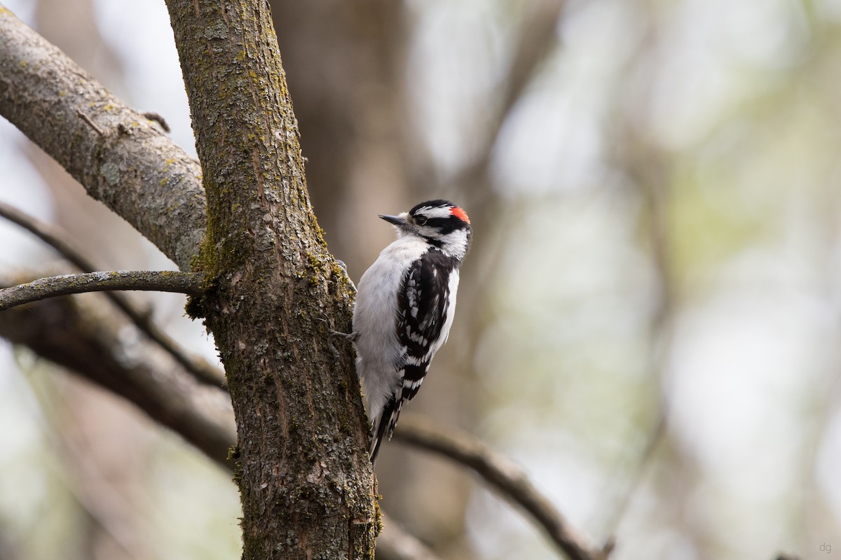 Downy Woodpecker - ML158156701