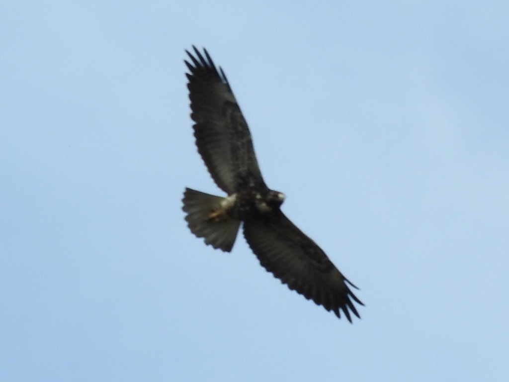 White-tailed Hawk - ML158156921