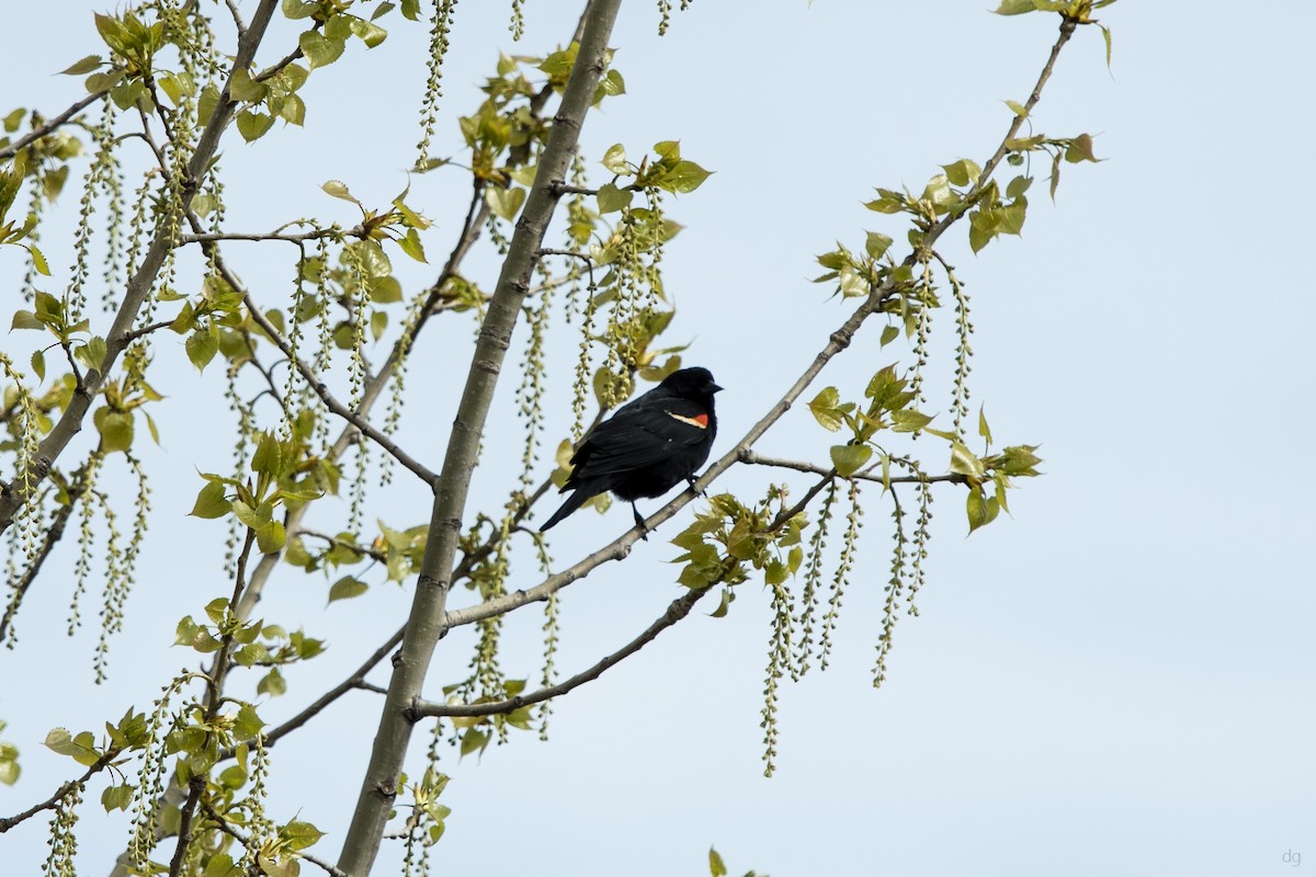 Red-winged Blackbird - ML158158361