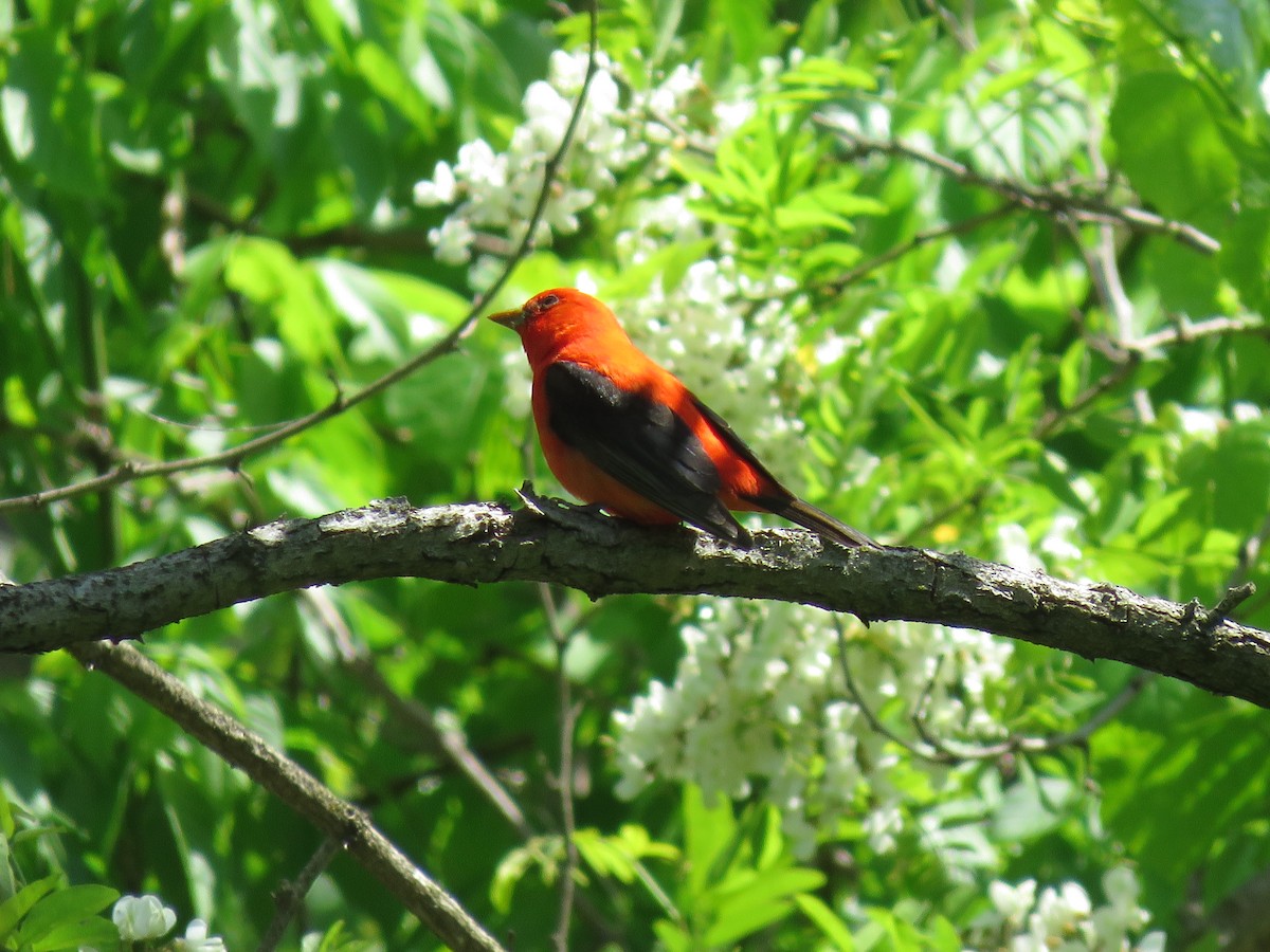 Scarlet Tanager - ML158161351