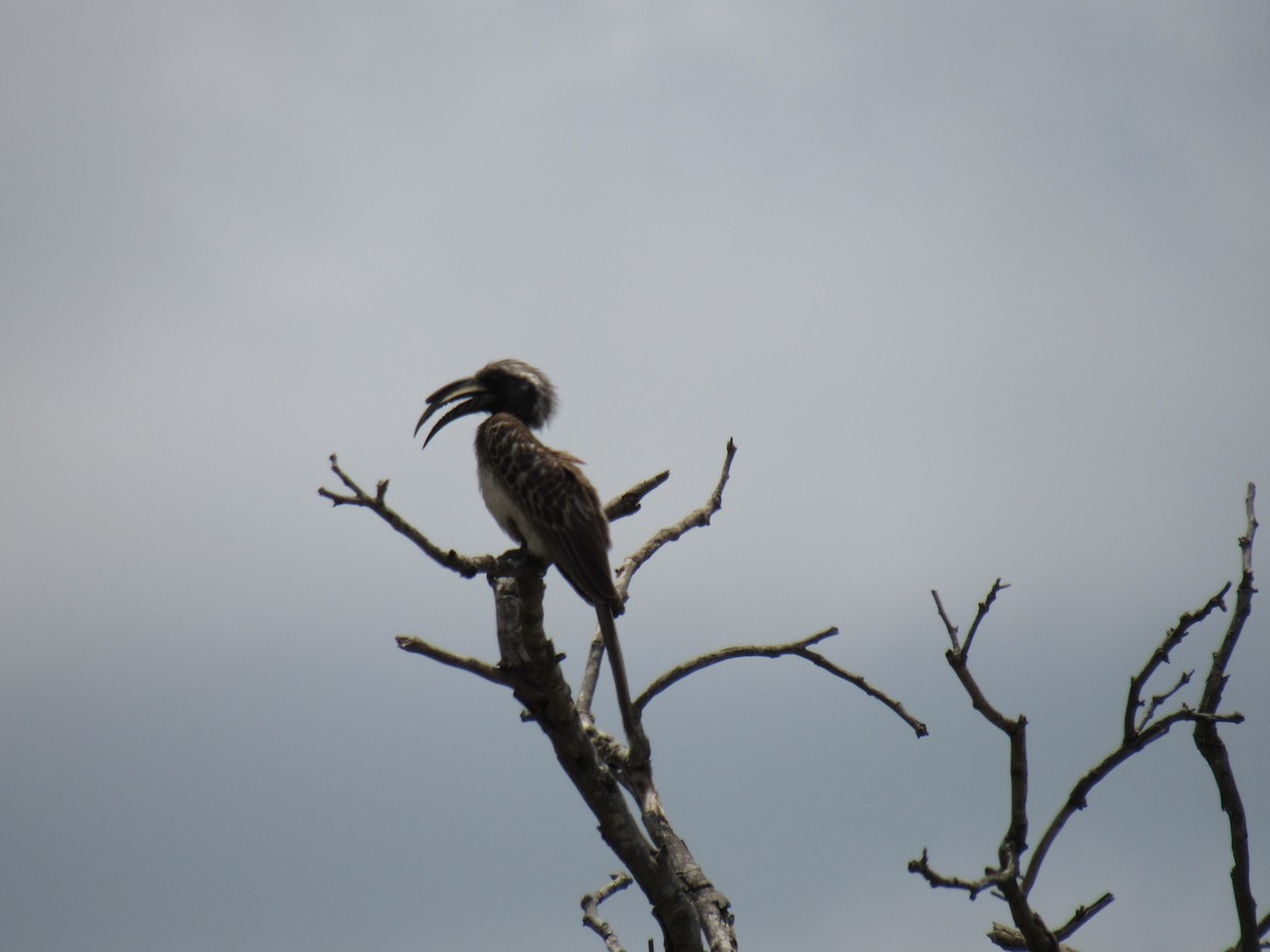 African Gray Hornbill - ML158162591