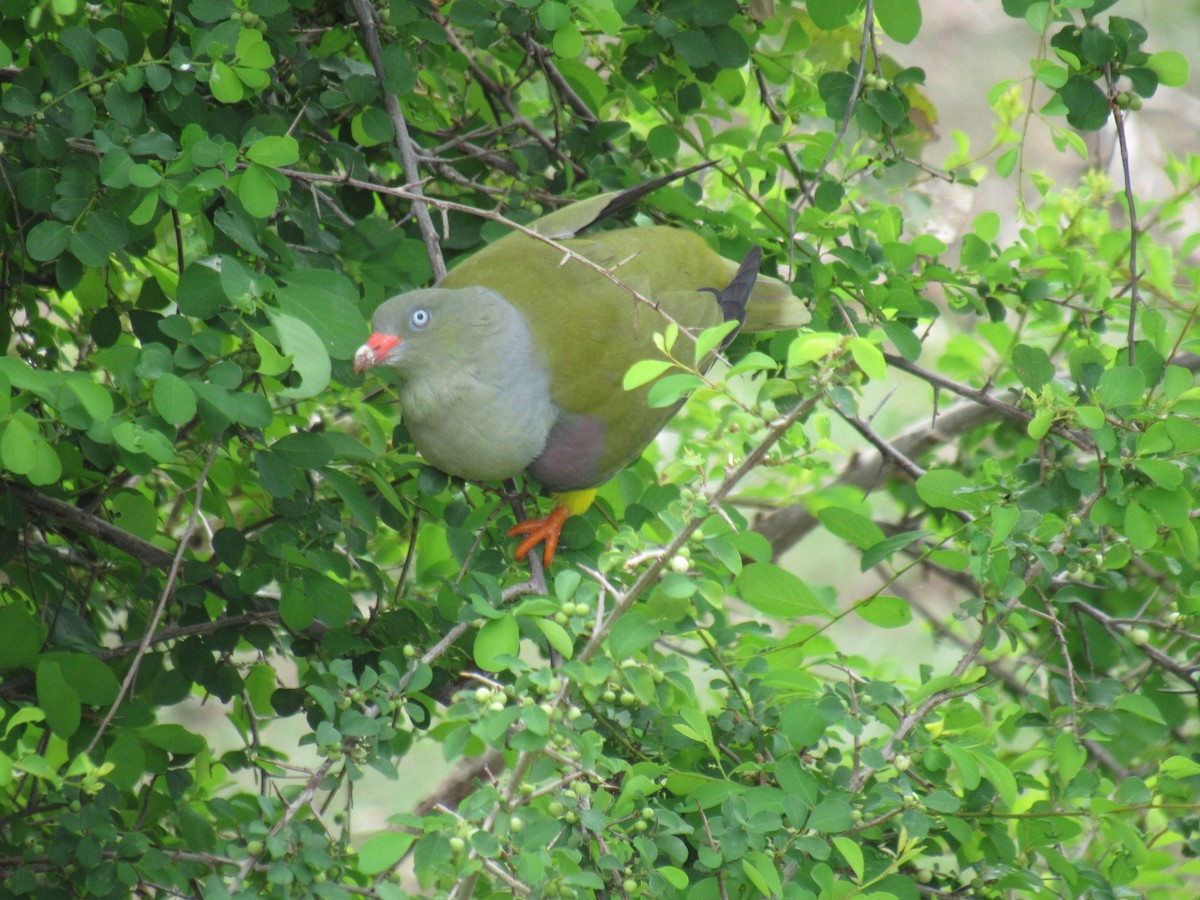 African Green-Pigeon - ML158162951