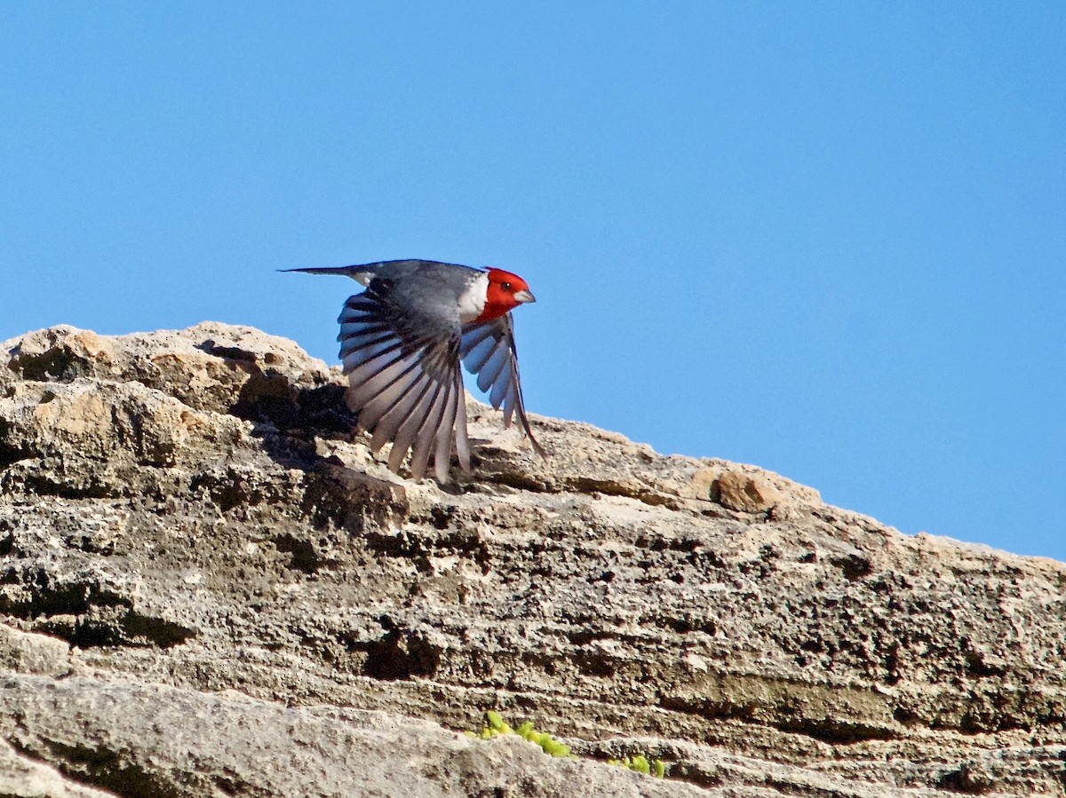 Red-crested Cardinal - ML158163511