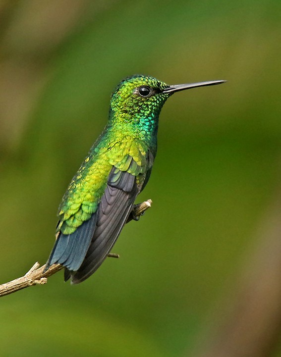 kolibřík modroocasý - ML158163961