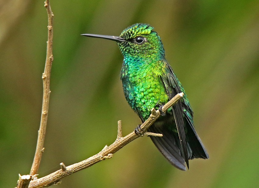 kolibřík modroocasý - ML158163981