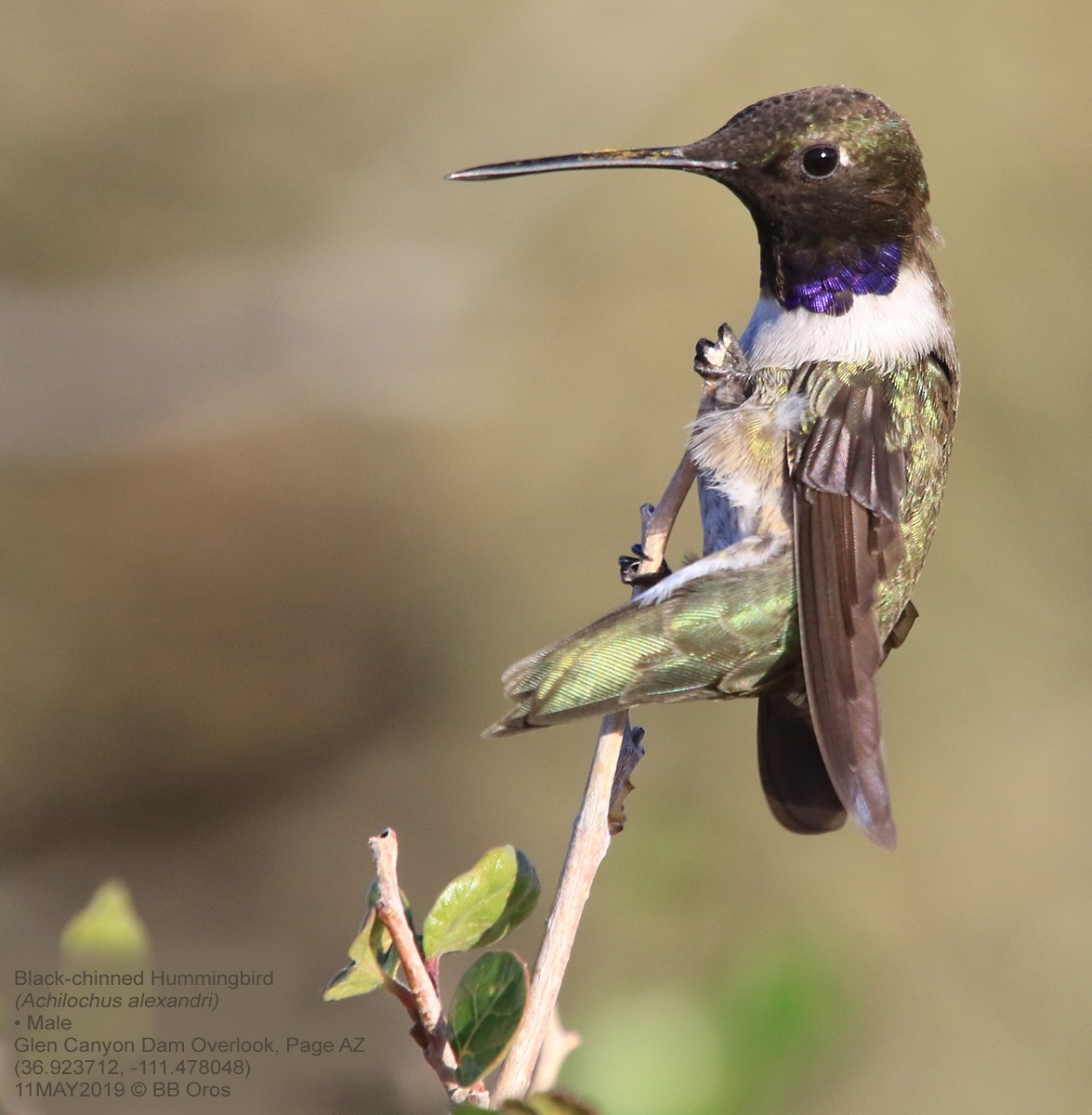 Black-chinned Hummingbird - BB Oros