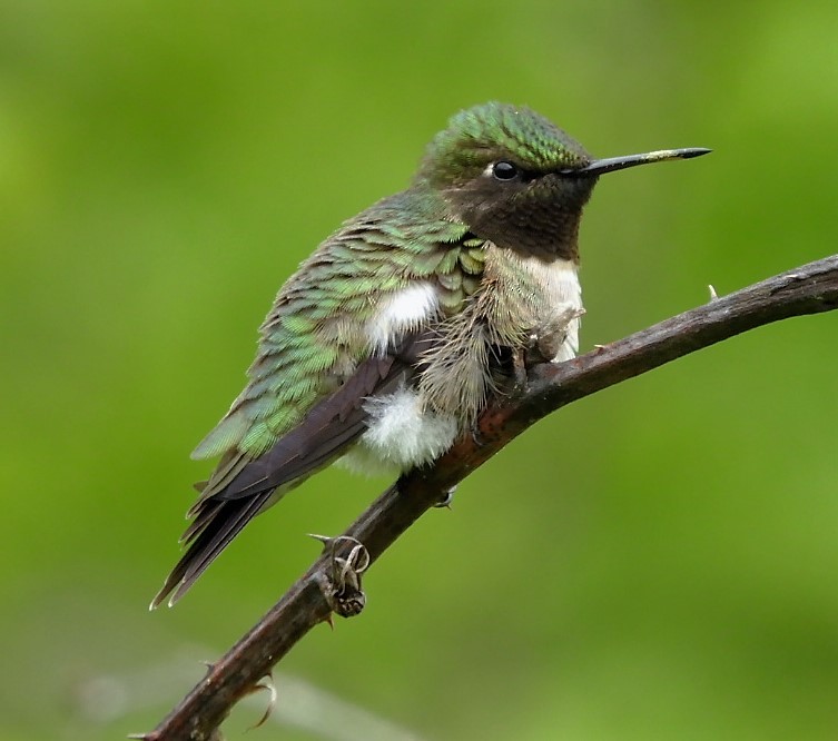 Ruby-throated Hummingbird - ML158164441