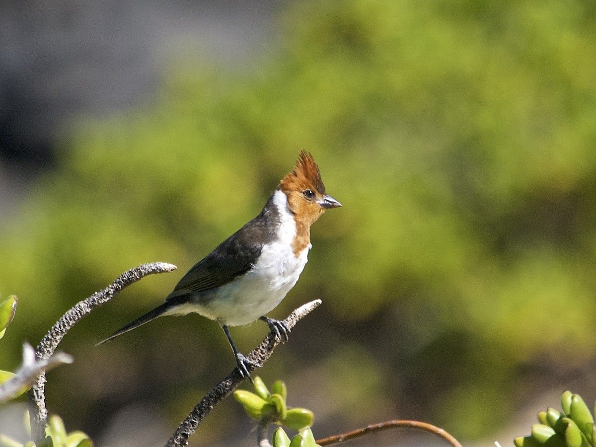 Red-crested Cardinal - ML158164471