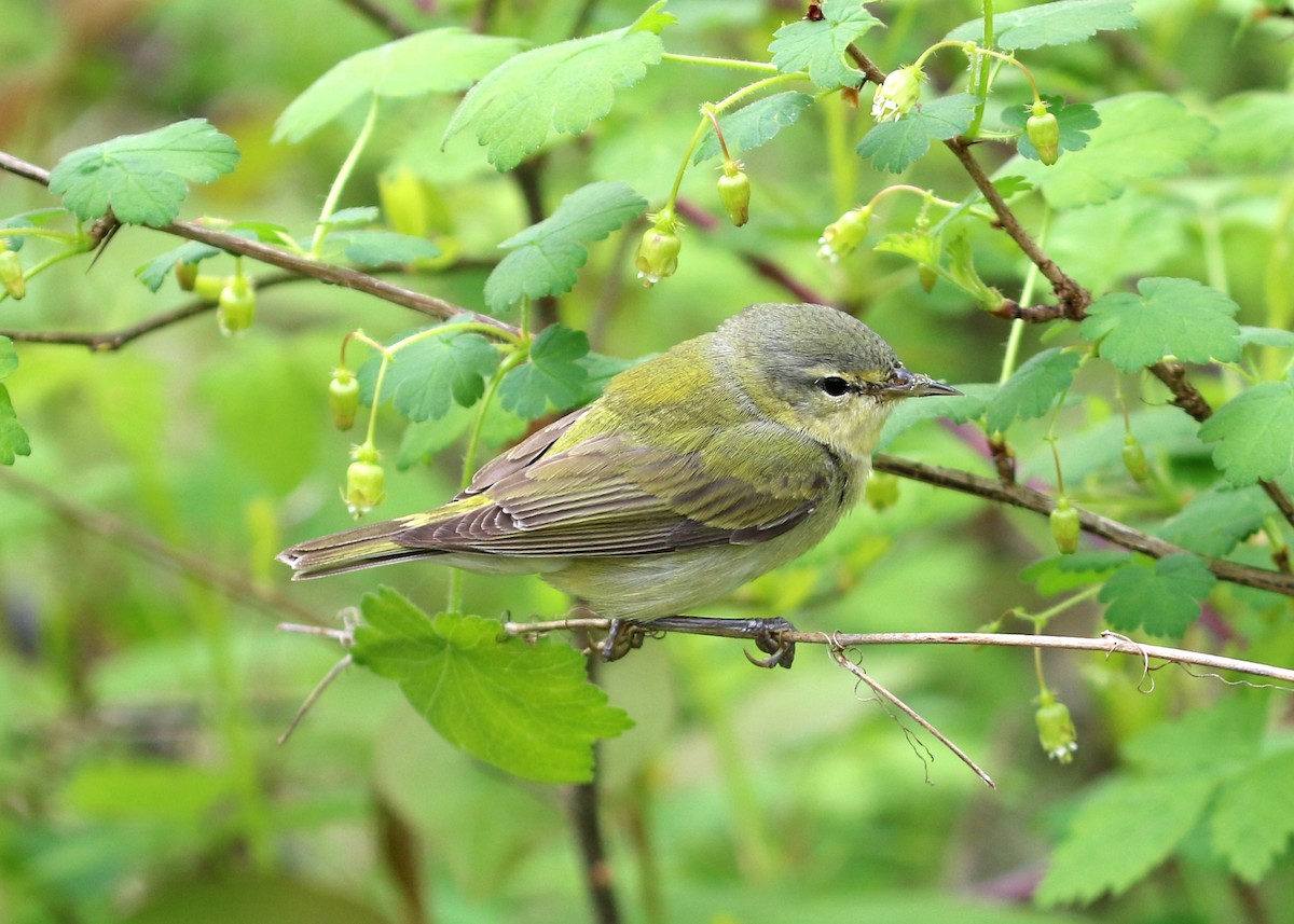 Tennessee Warbler - Gary Chapin