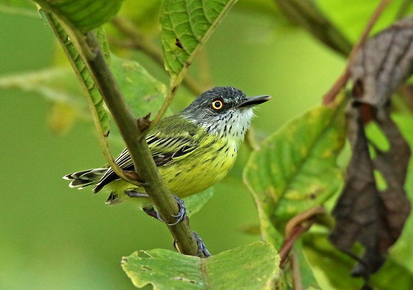 Spotted Tody-Flycatcher - Roger Ahlman