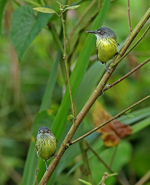 Spotted Tody-Flycatcher - Roger Ahlman
