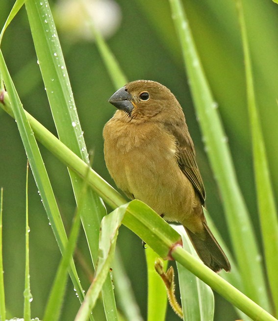 Large-billed Seed-Finch - ML158165091