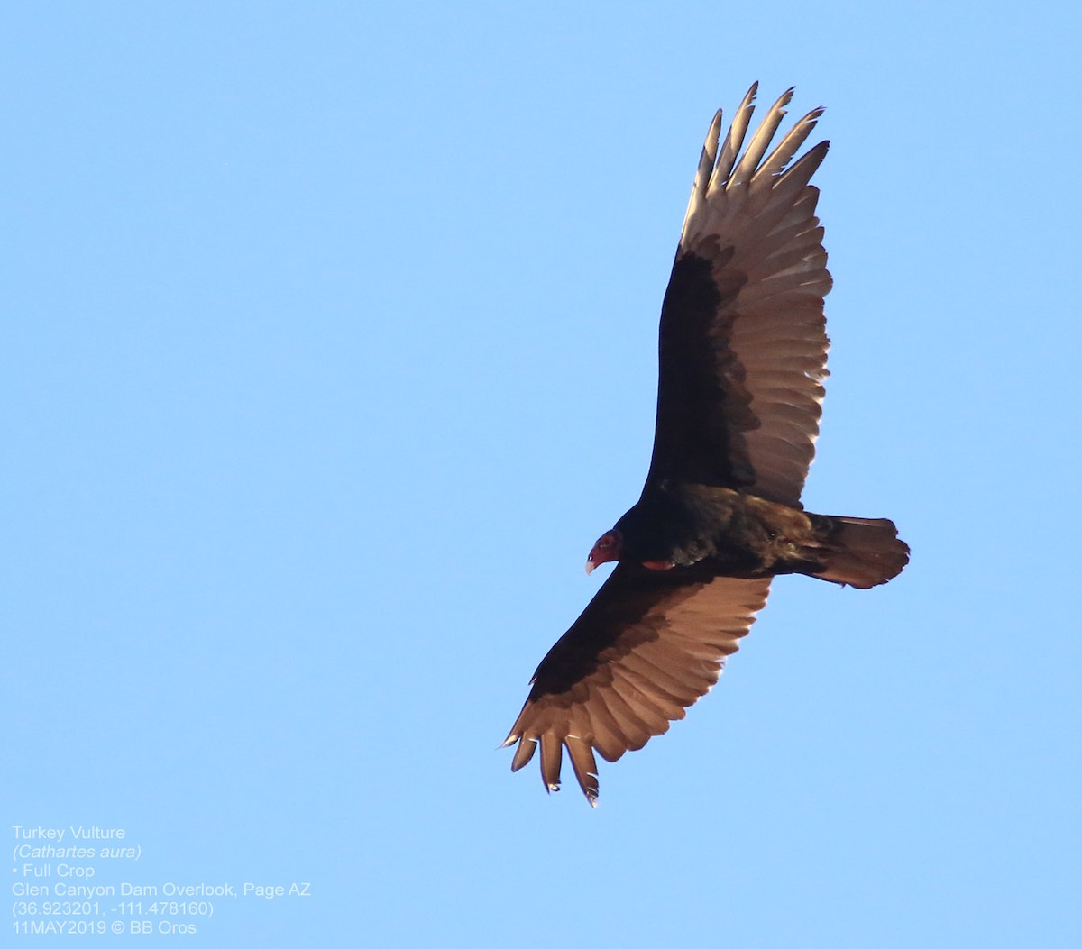 Turkey Vulture - BB Oros