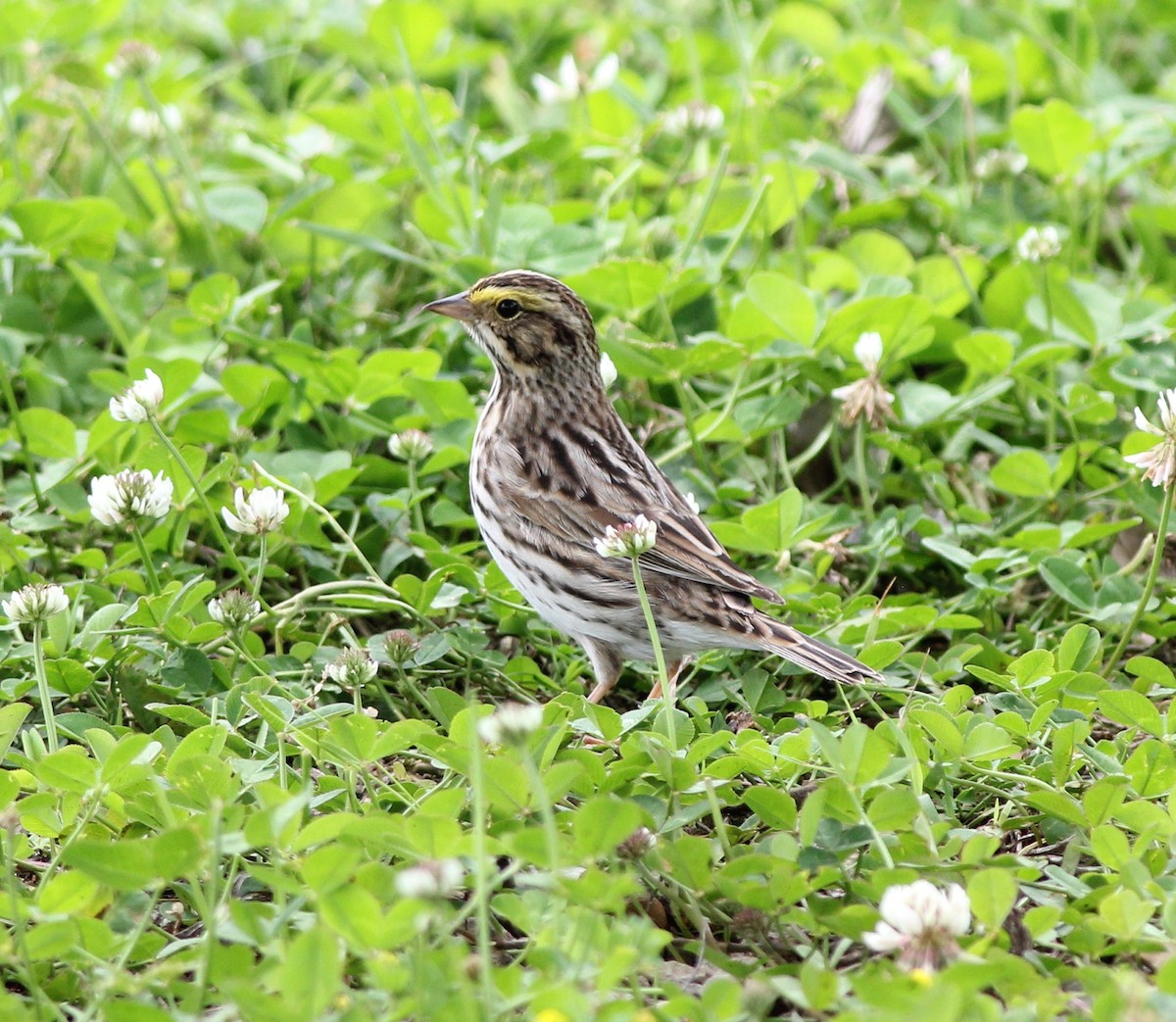 Savannah Sparrow - ML158170341
