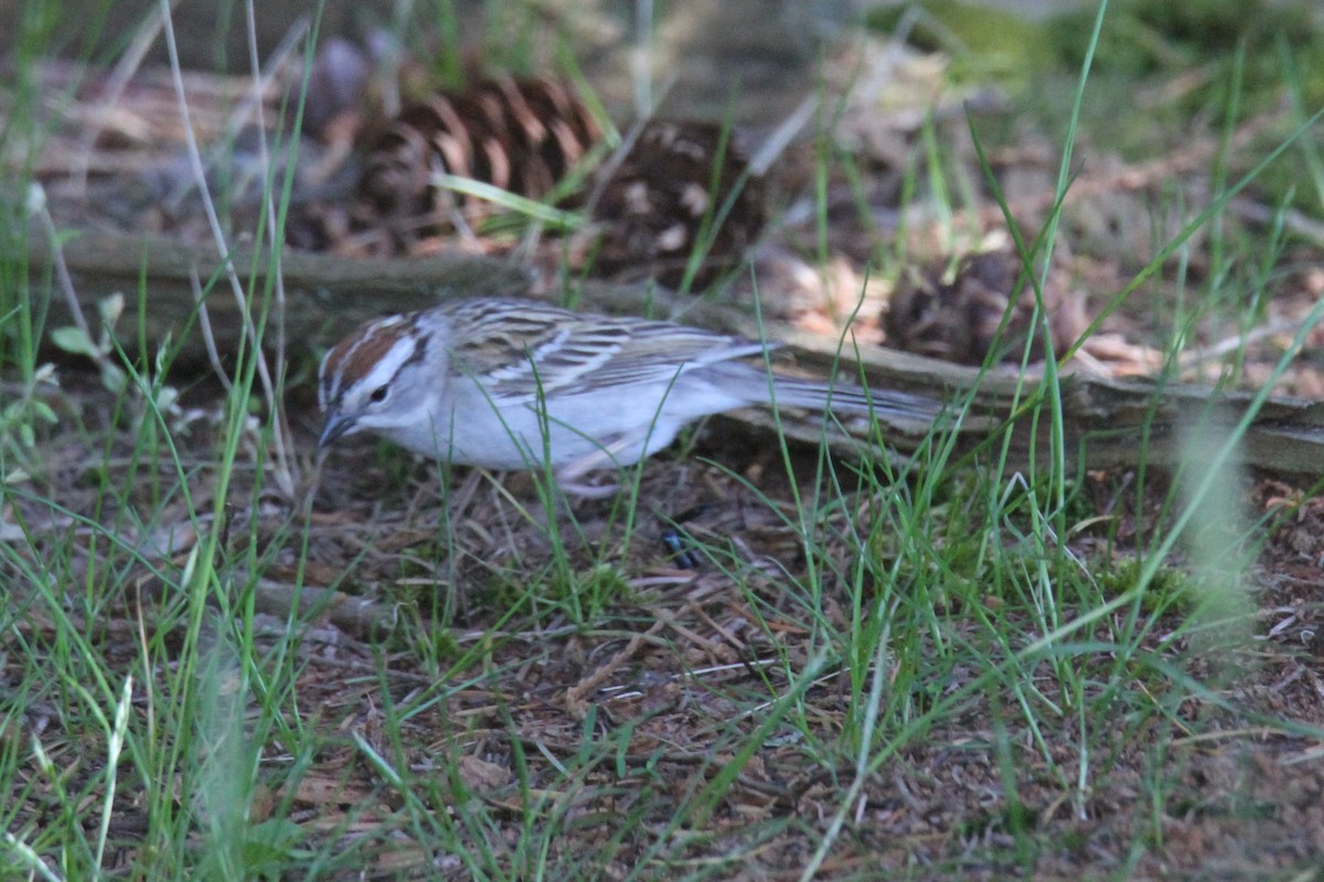 Chipping Sparrow - ML158171101