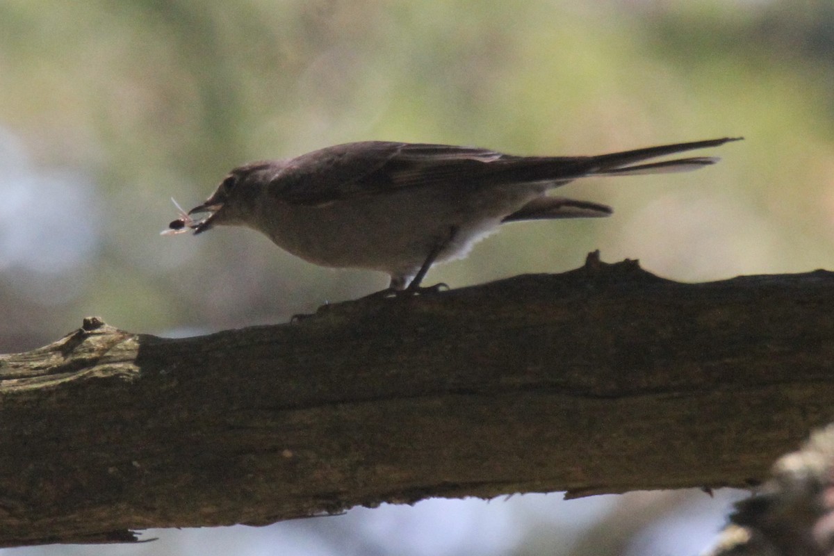 Townsend's Solitaire - ML158171251