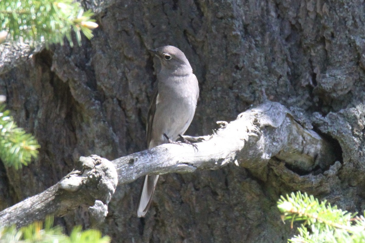 Townsend's Solitaire - ML158171291