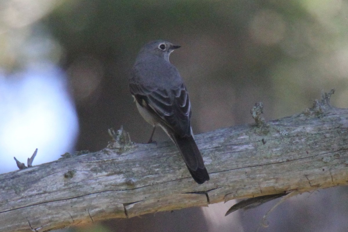 Townsend's Solitaire - ML158171341