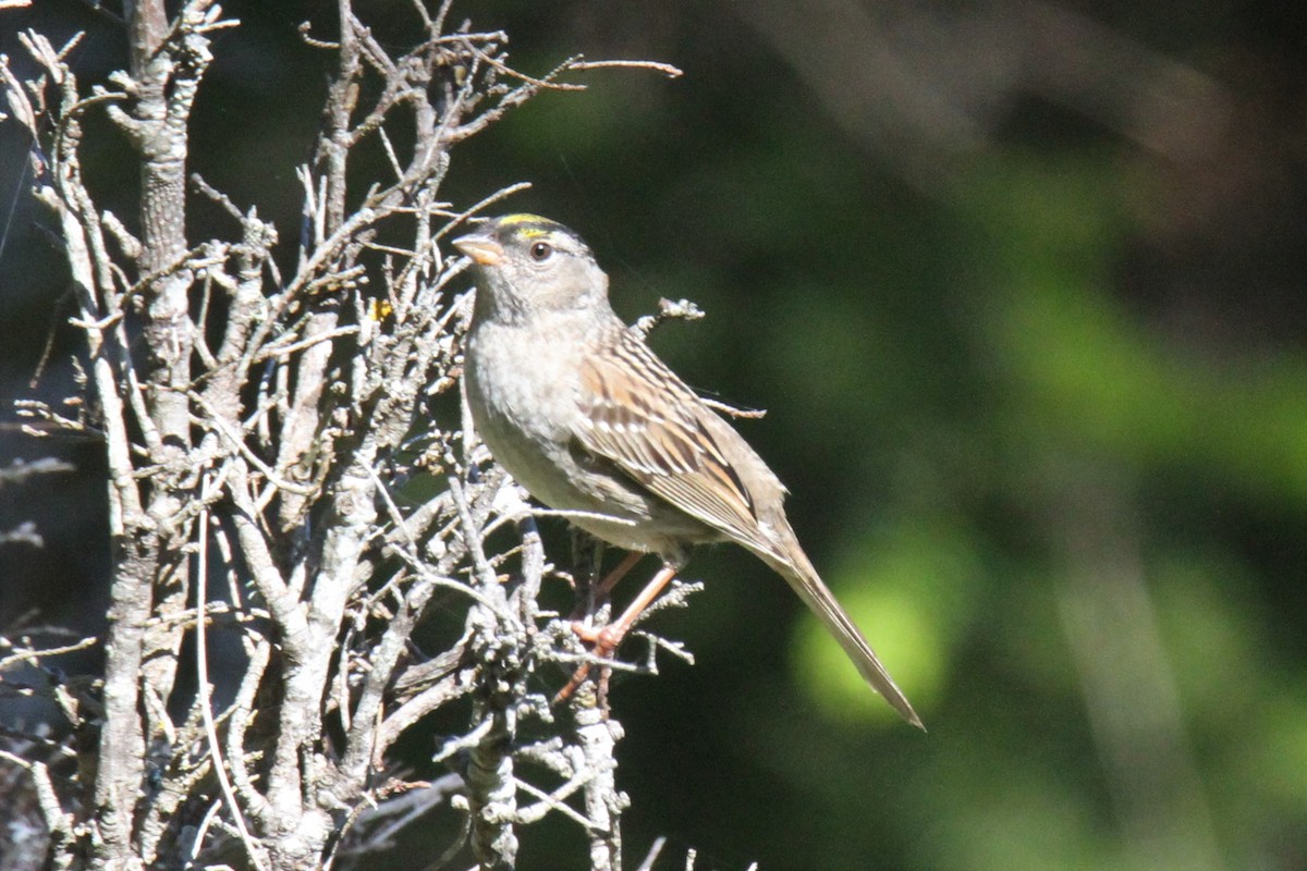Golden-crowned Sparrow - ML158171471