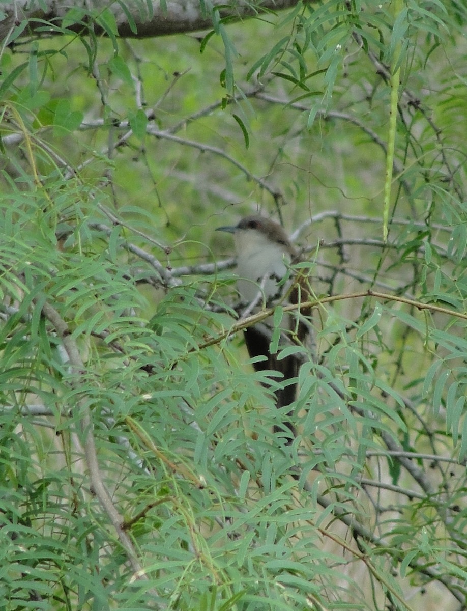Black-billed Cuckoo - Isidro Montemayor