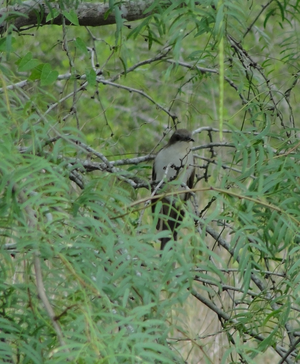 Black-billed Cuckoo - ML158179301