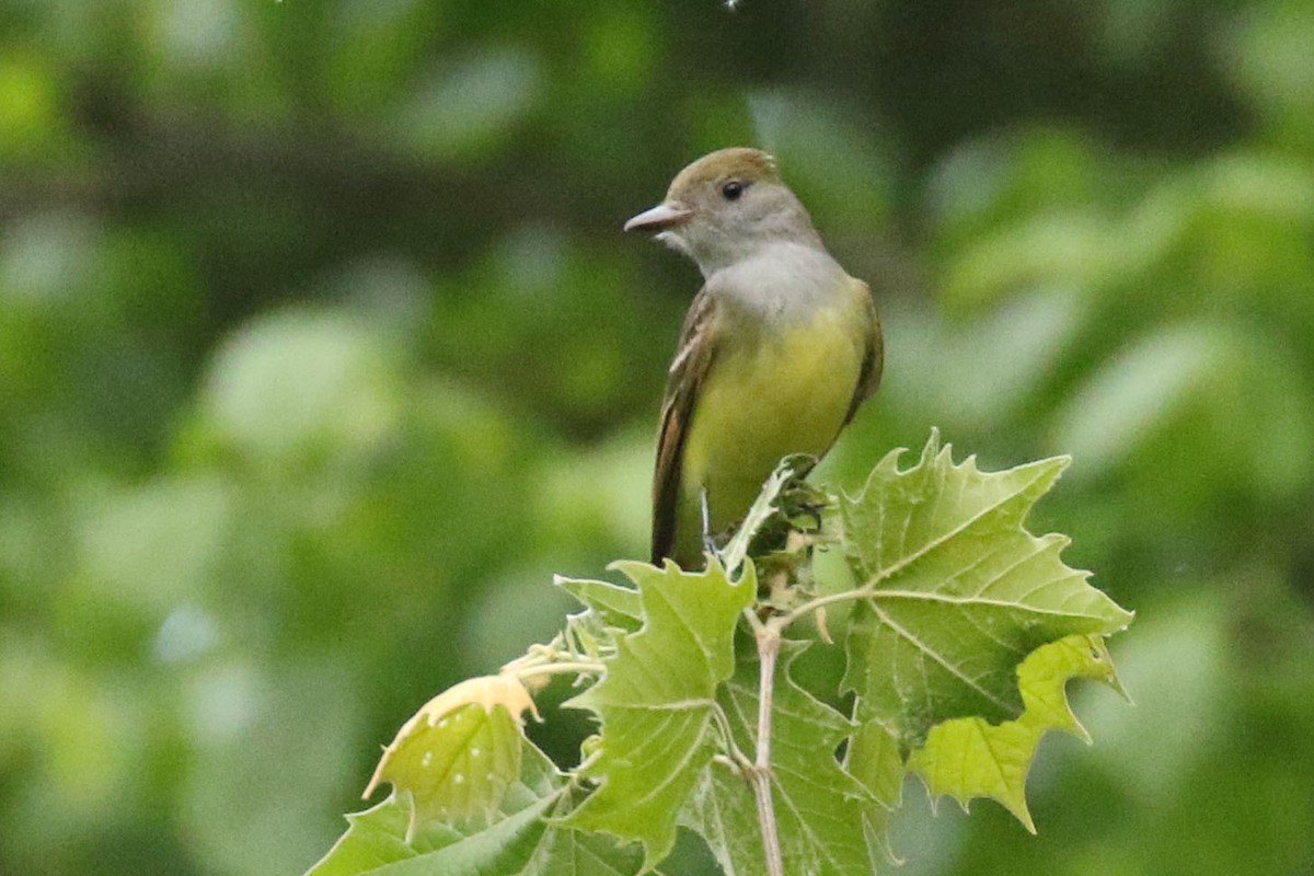 Great Crested Flycatcher - ML158182441