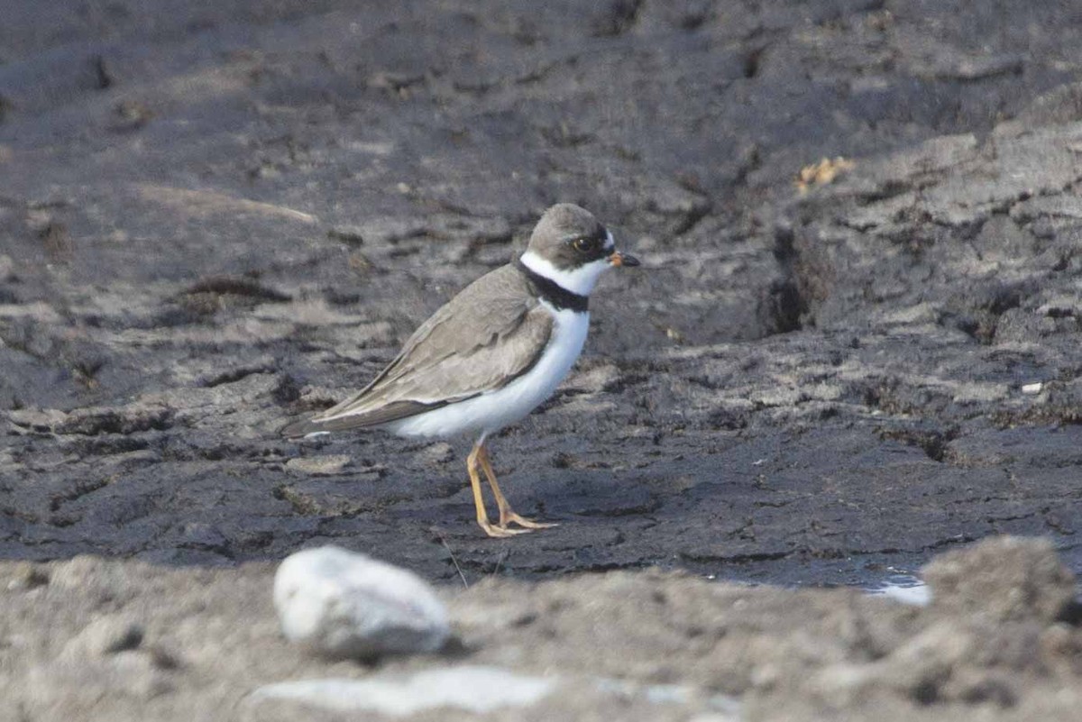 Semipalmated Plover - ML158184751