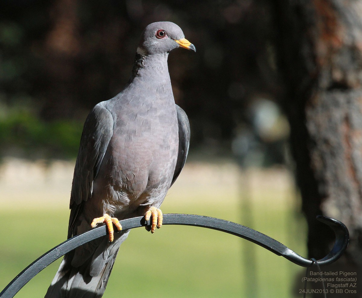 Band-tailed Pigeon - BB Oros