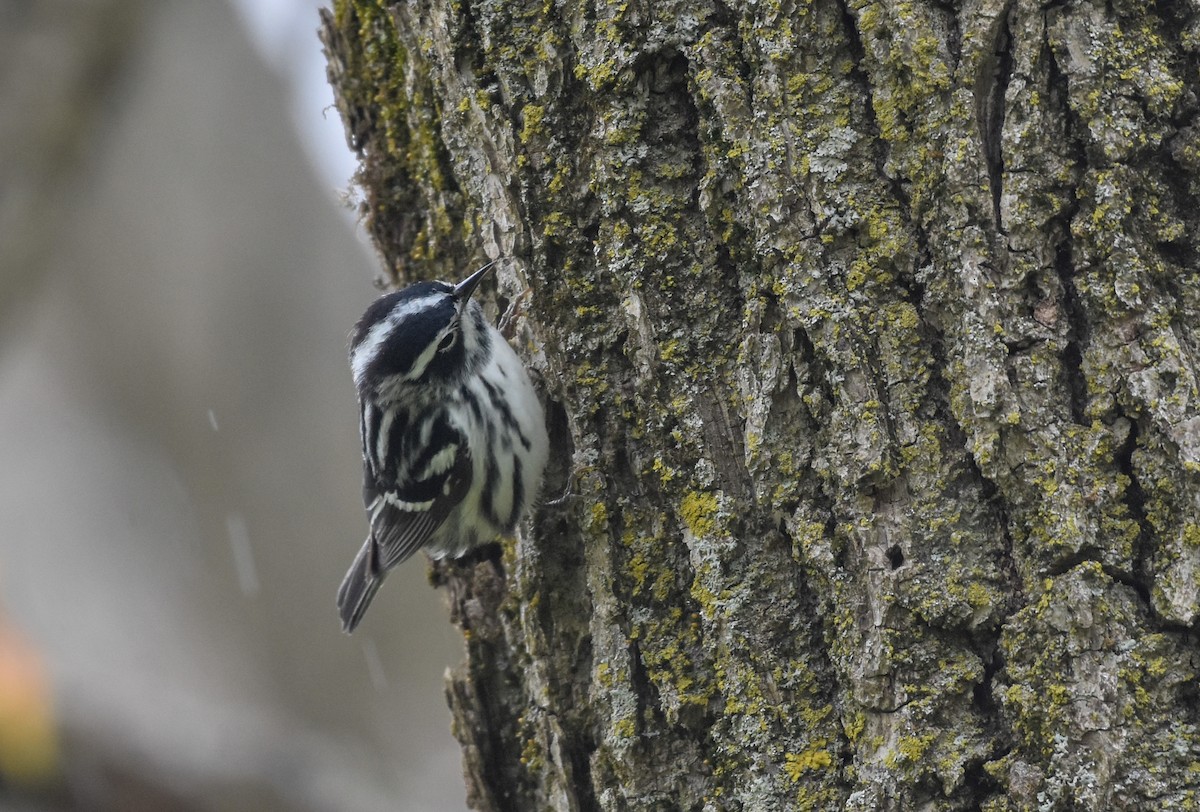 Black-and-white Warbler - Paul Clifford
