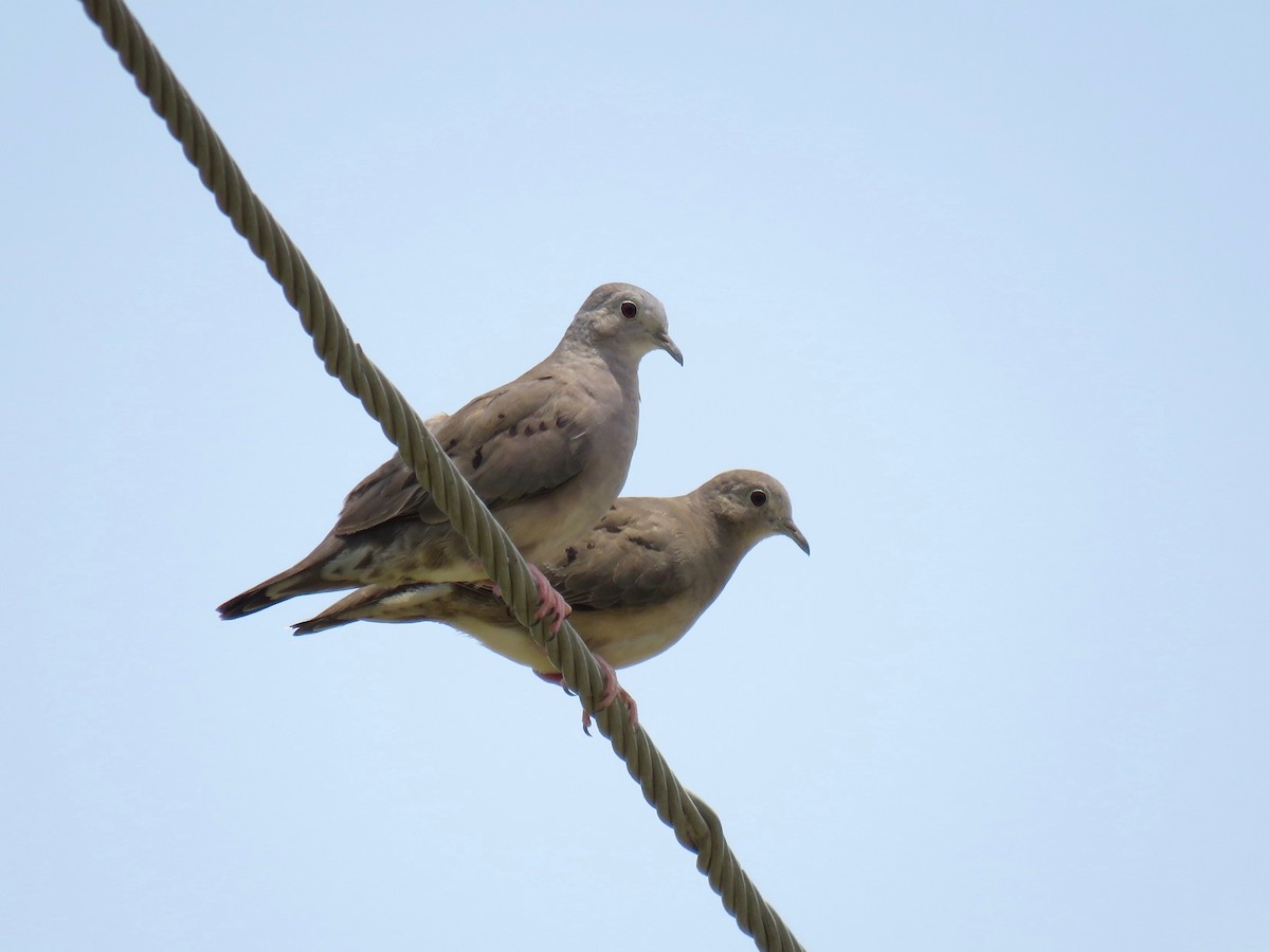 Plain-breasted Ground Dove - ML158191281