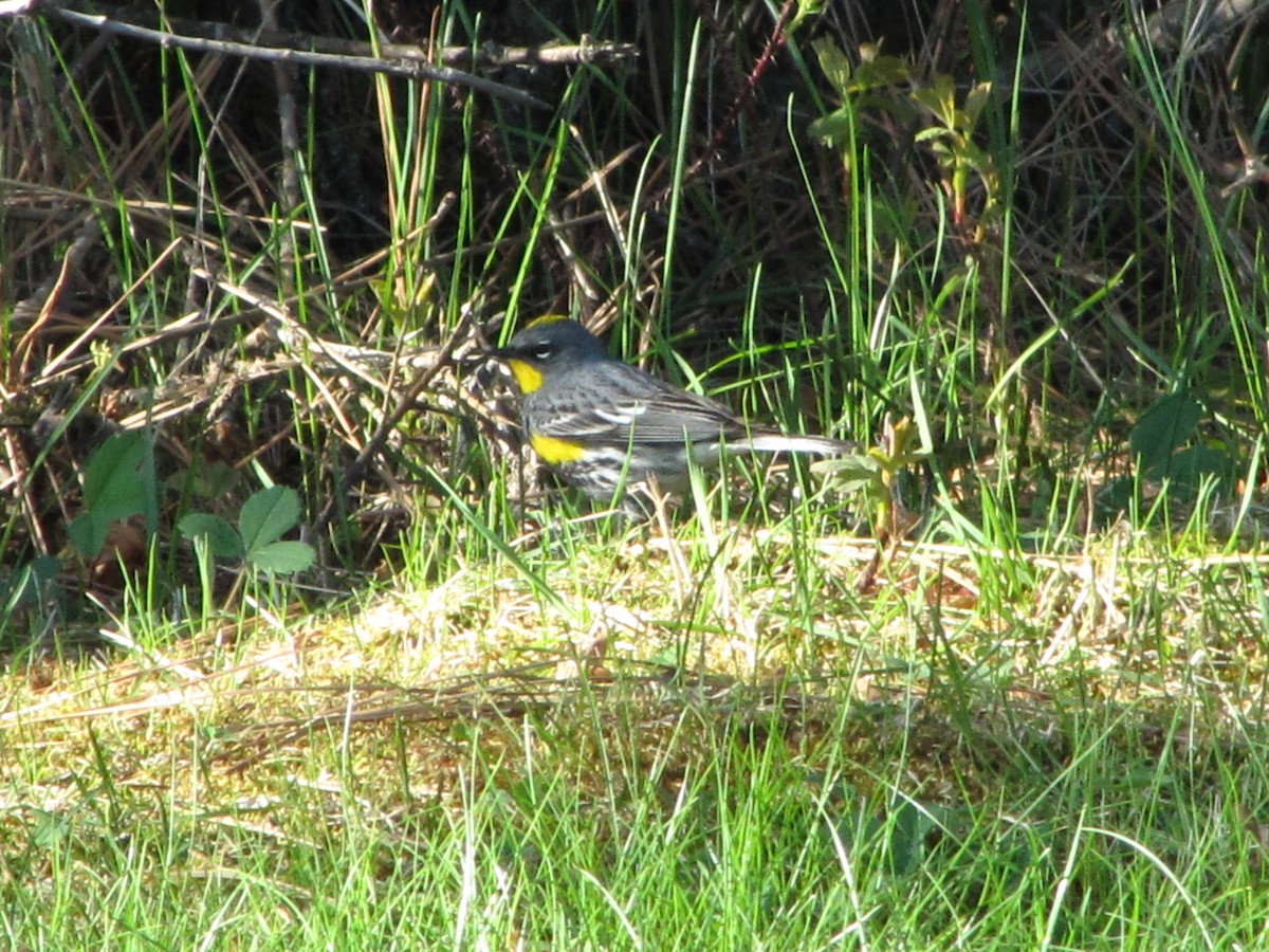 Yellow-rumped Warbler (Audubon's) - Carl Lundblad