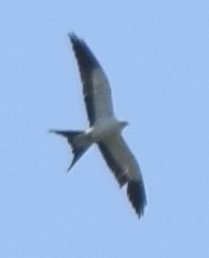 Swallow-tailed Kite - Paul Conover