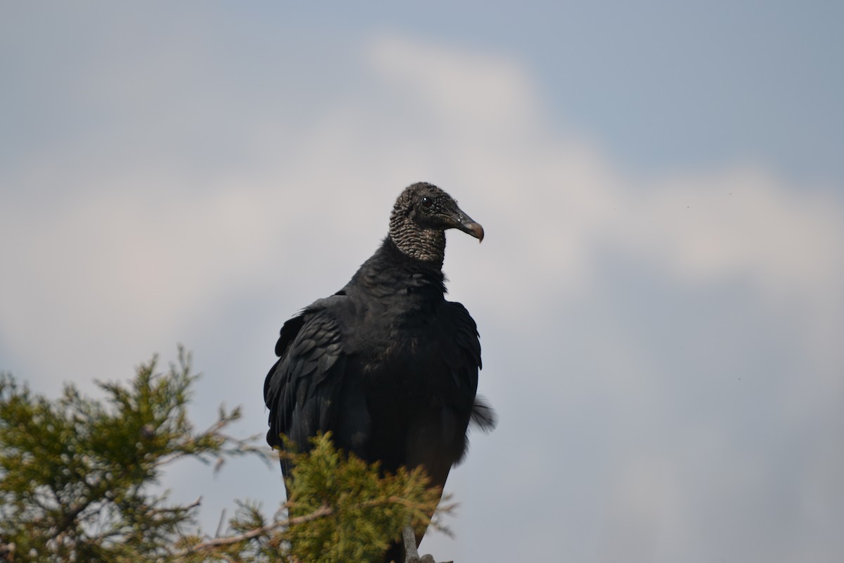 Black Vulture - ML158198111