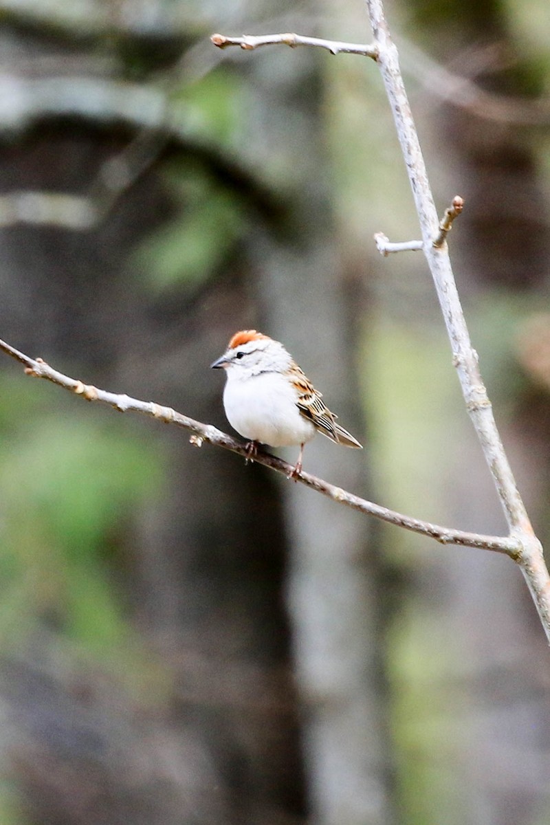 Chipping Sparrow - ML158198221