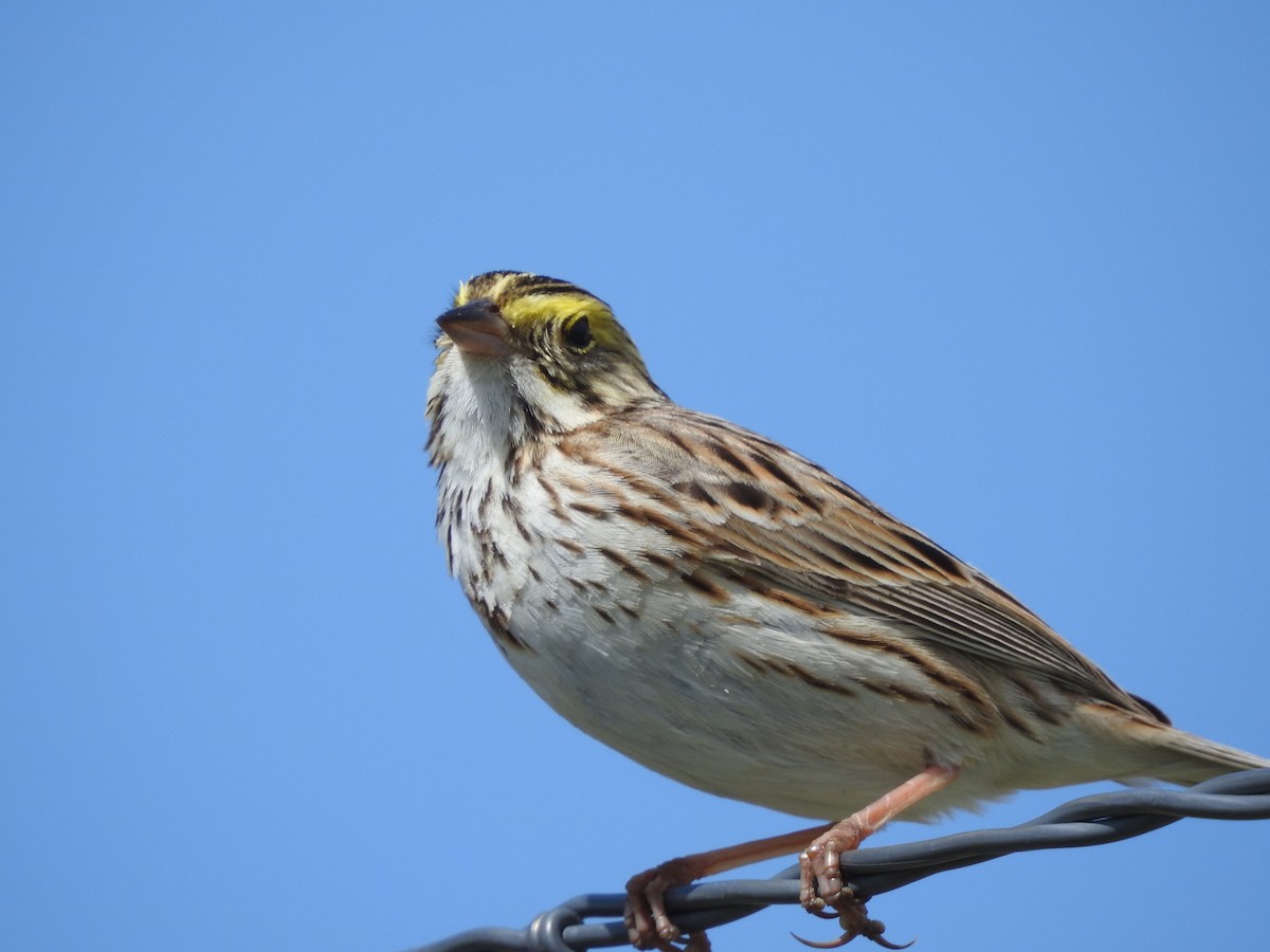Savannah Sparrow - ML158205471