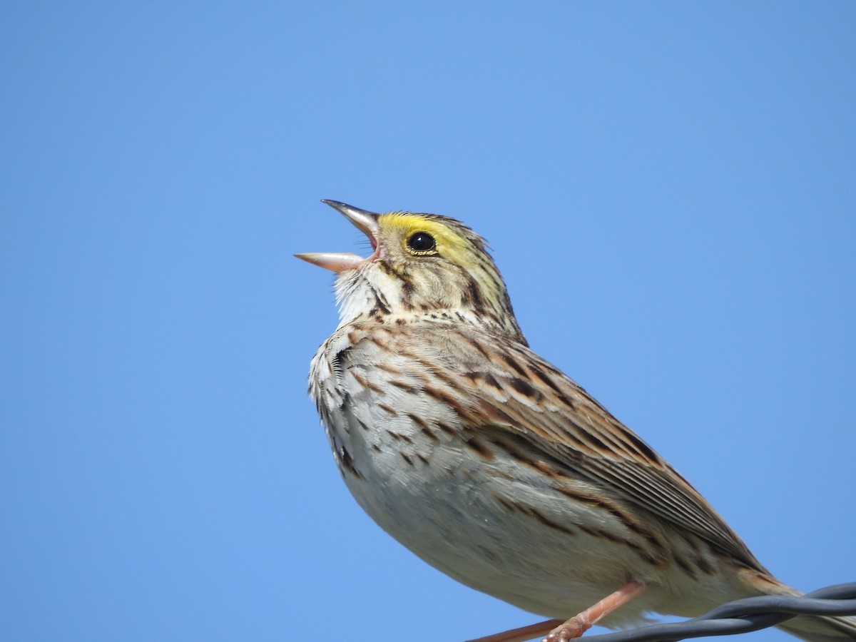 Savannah Sparrow - ML158205481