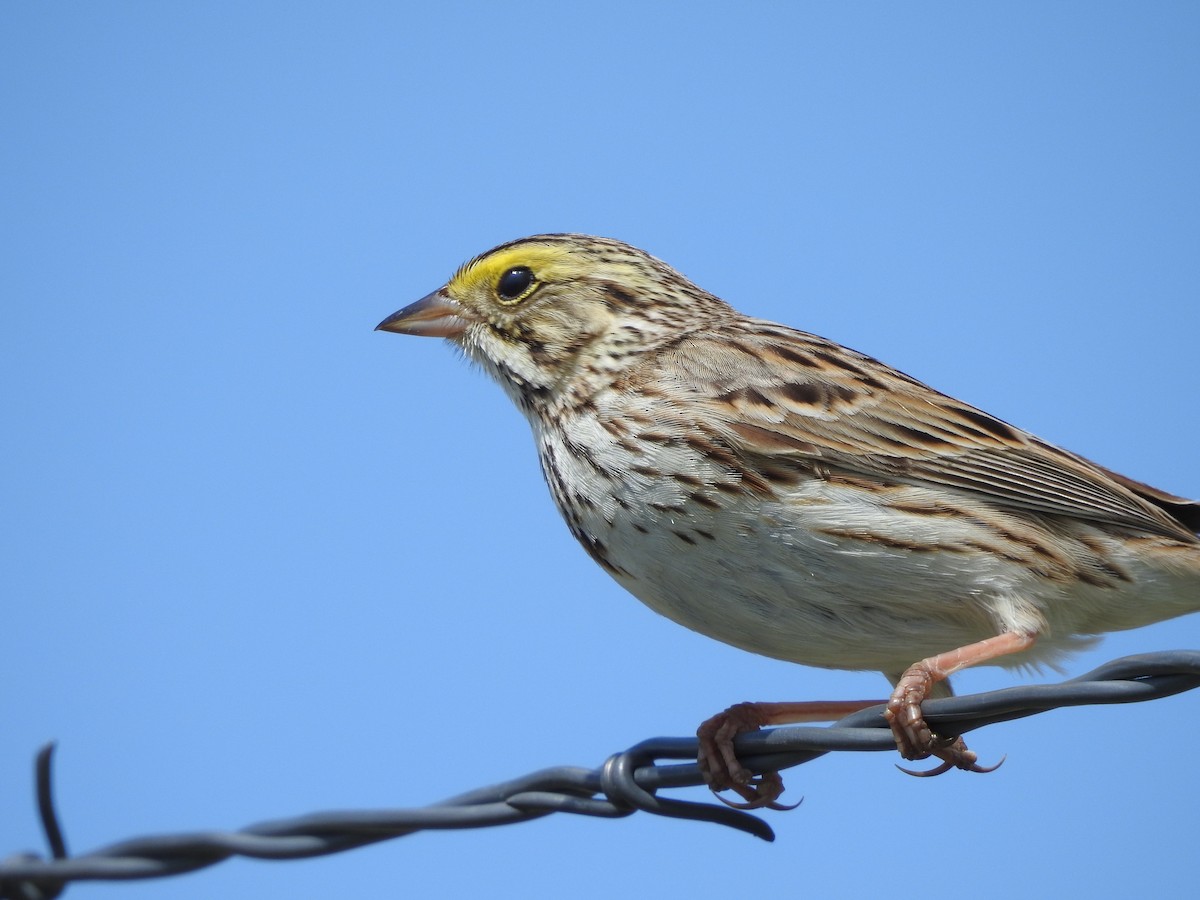 Savannah Sparrow - ML158205531