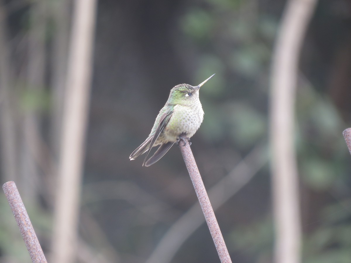 Green-backed Firecrown - ML158209701
