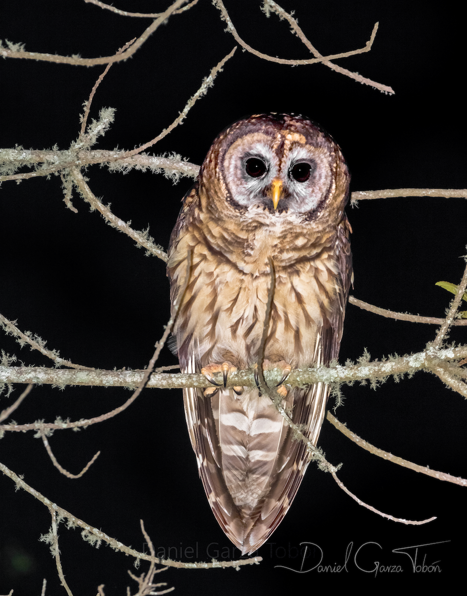 Fulvous Owl - ML158210031