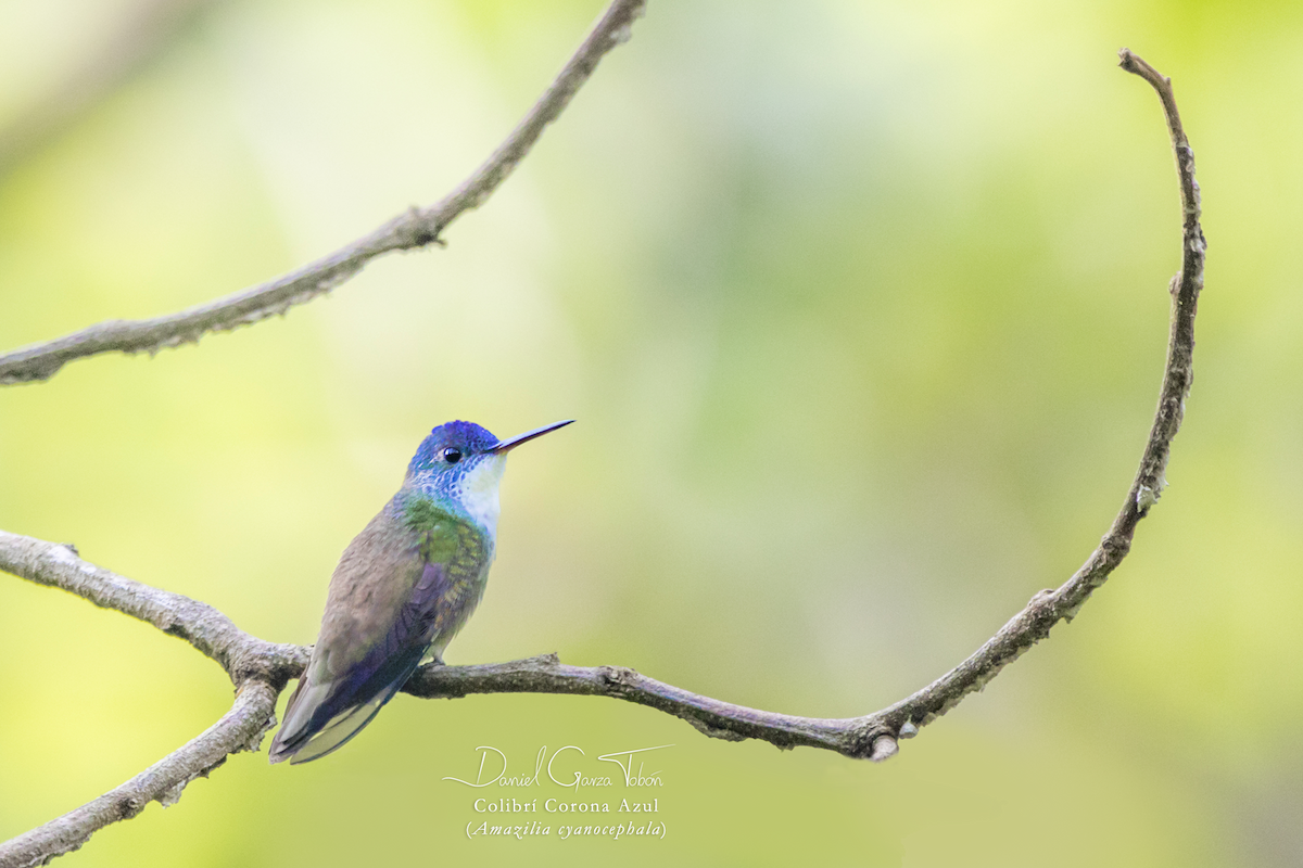 Azure-crowned Hummingbird - Daniel  Garza Tobón