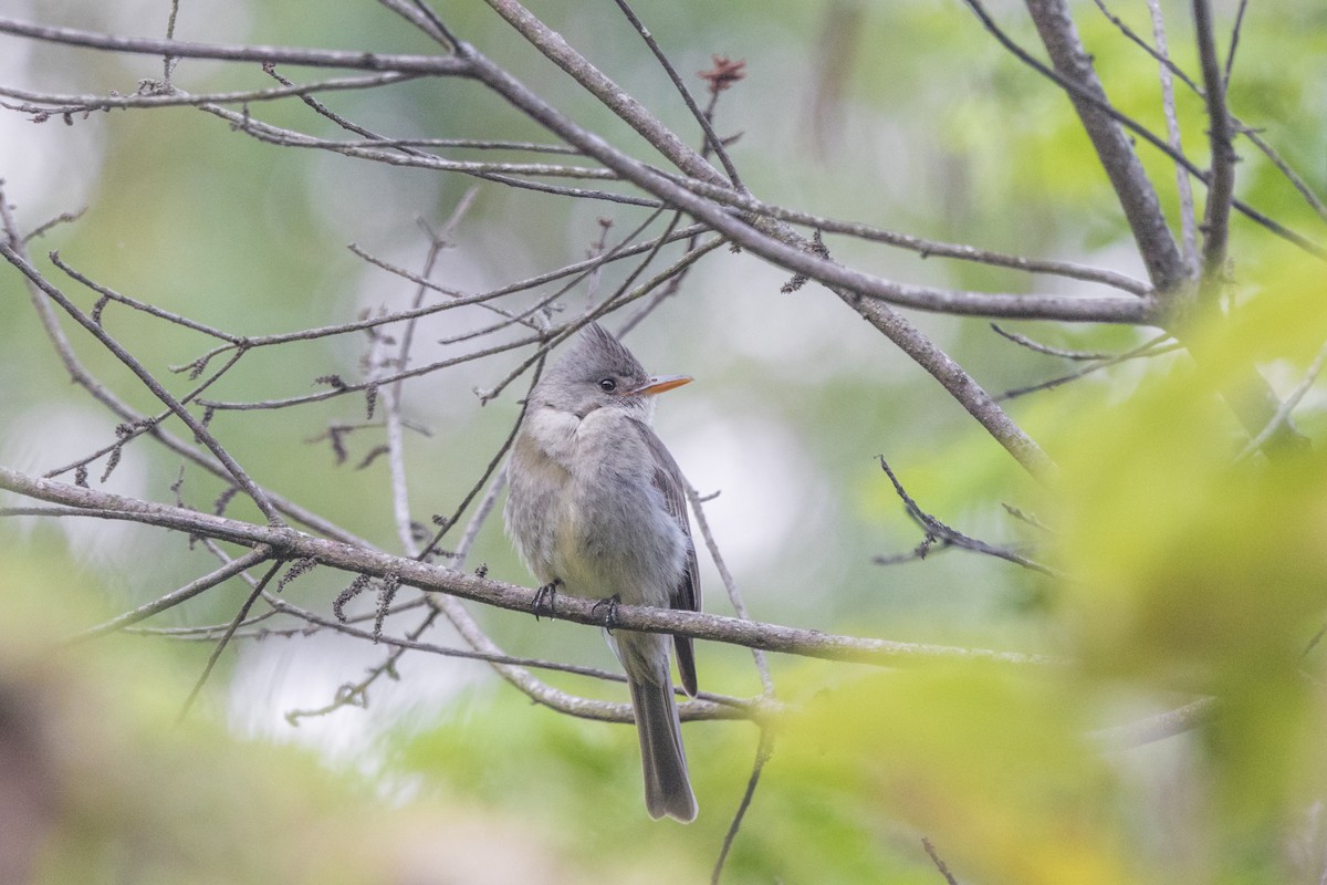 Greater Pewee - ML158212381
