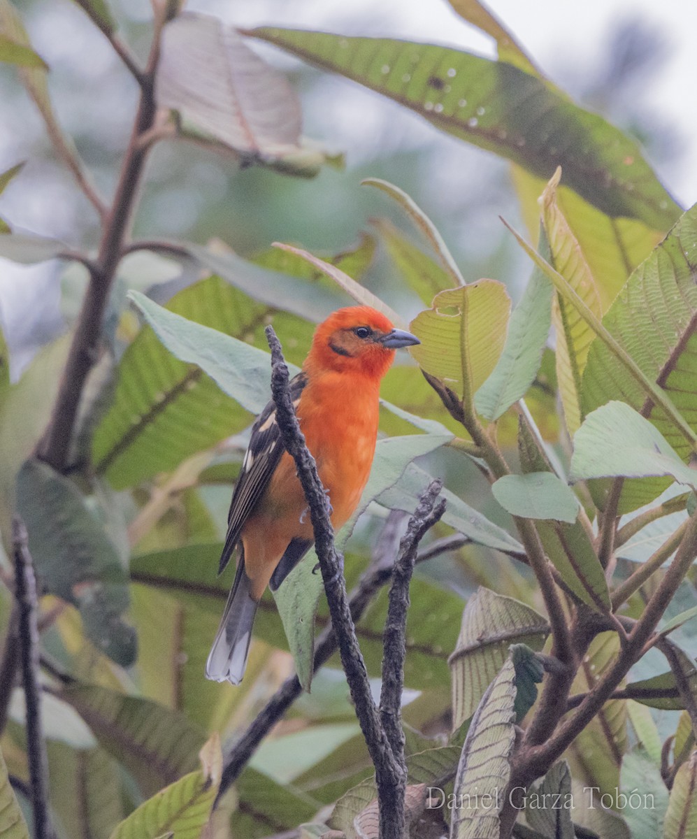 Flame-colored Tanager - ML158213301